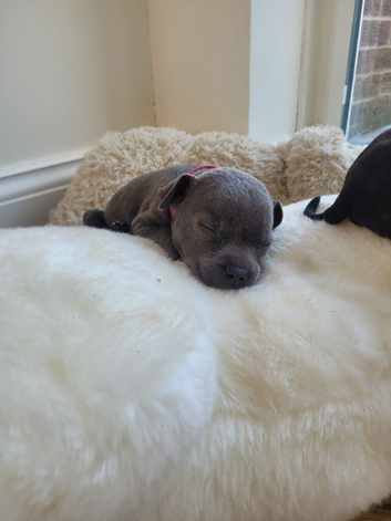 Staffie cross mastiff ONLY 3 left