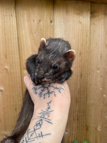 Black self hybrid 1 year hob