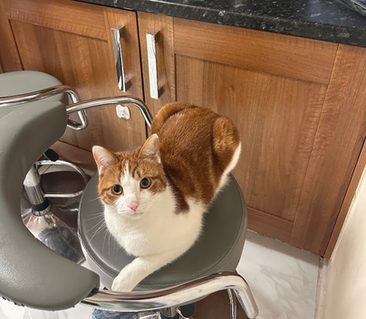 Ginger/white breed cat