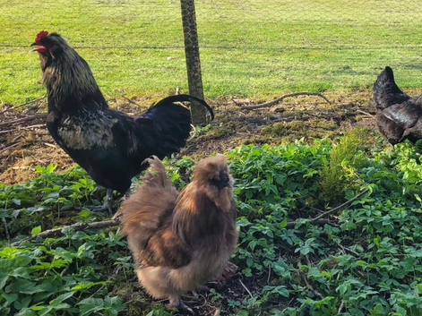 Silkie cockerel