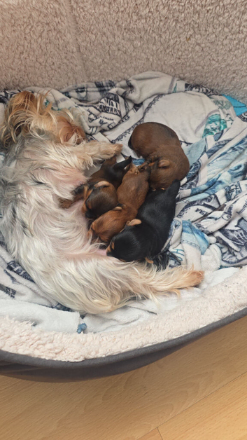 Yorkshire terrier dogs