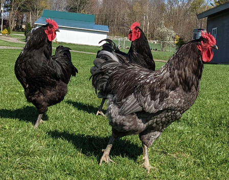 Blue chicken