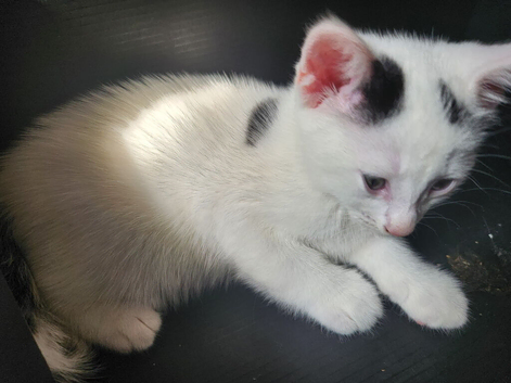 Male(x2) and female(x1) kittens 9 weeks old