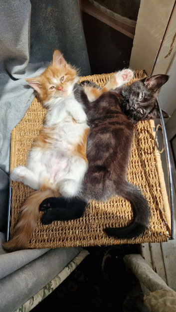 Beautiful Kittens