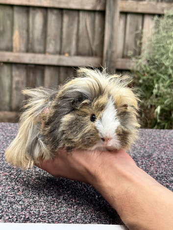 Baby guinea pigs