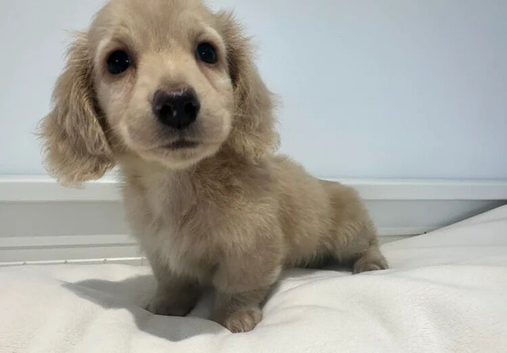 Miniature Dachshund Puppies