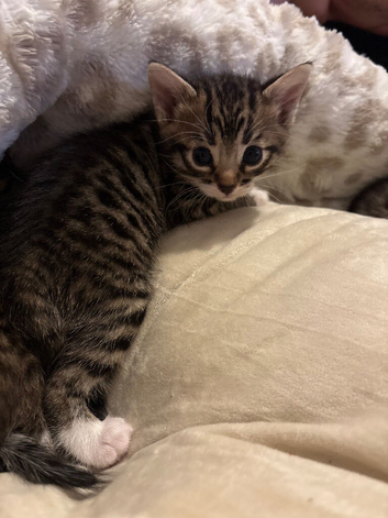 Bengal kittens