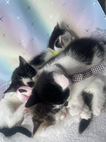 Cute as buttons - 4 kittens looking for new home