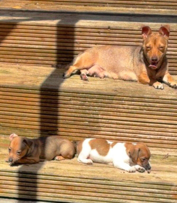 Jack russell puppy READY