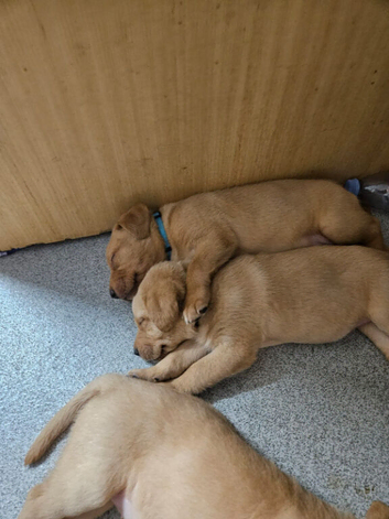 Labrador puppies