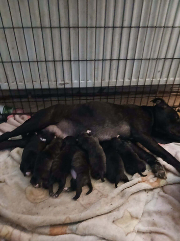 Staffy pups