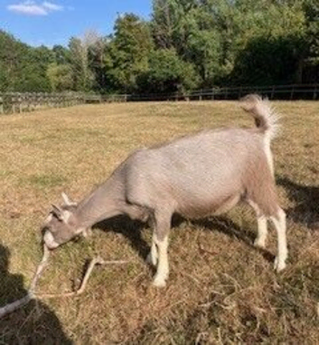 twin toggenburg wethers