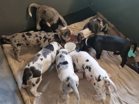 Champion sired kc reg great dane puppies due nov