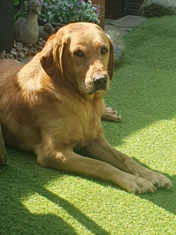 Fox red labrador