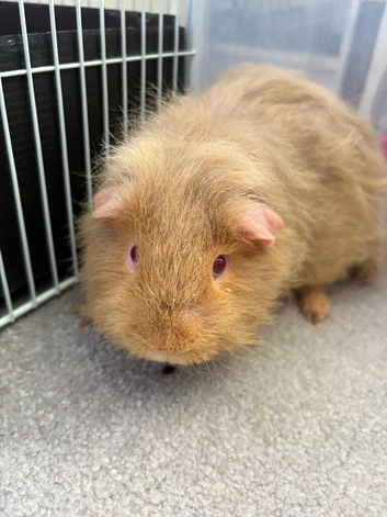 Male Guinea pig 1 year old