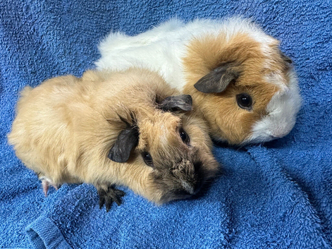 Baby male guinea pigs