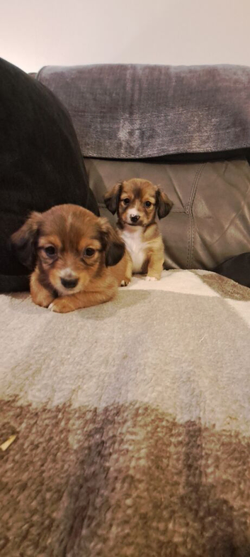 Jackchi x dachshund puppies