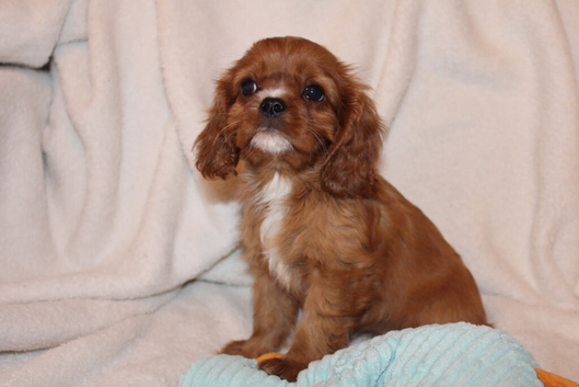 Gorgeous Cavalier King Charles Spaniel