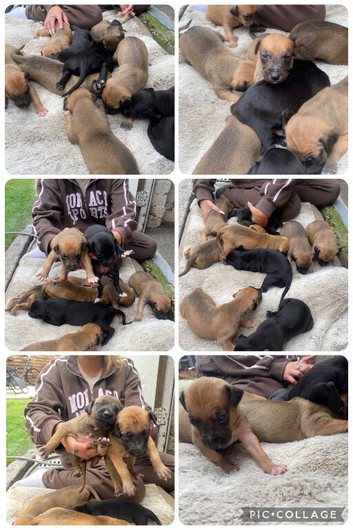 Wheaten bull greyhounds