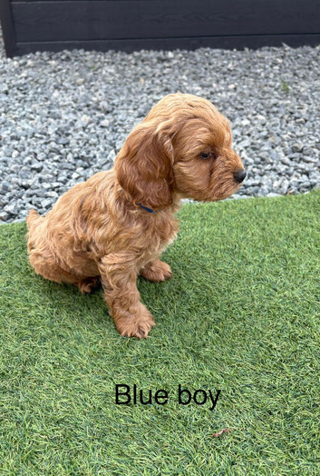 Gorgeous red cockapoo puppy&rsquo;s