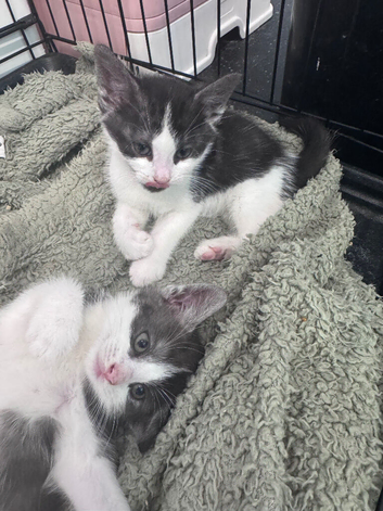 Last 2 male kittens