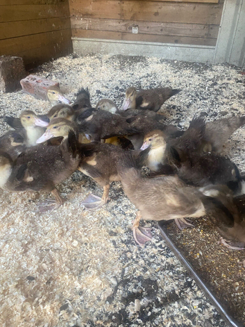 Muscovy ducklings