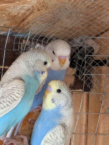 Budgies