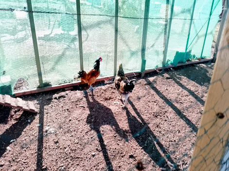 young various breeds of cockerels for sale