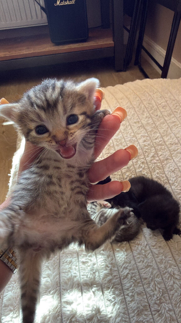 Beautiful fluffy mixed kittens