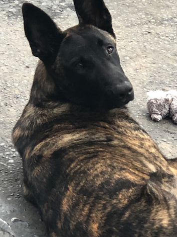 Dutch shepherd