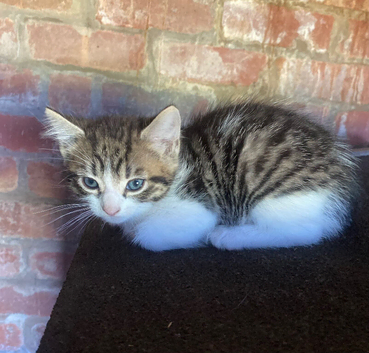***Gorgeous Kittens Ready To Leave***