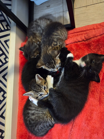 Kittens for sale to good homes (READY TO GO 6TH JUNE)