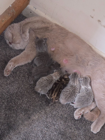 British blue cross