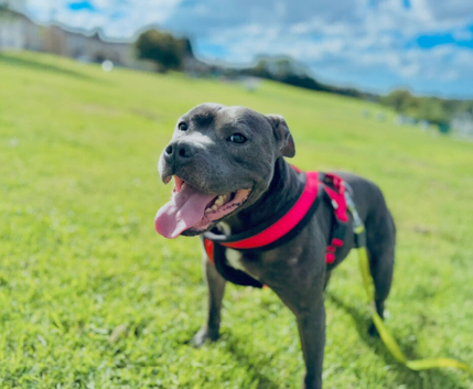 Staffordshire bull terrier