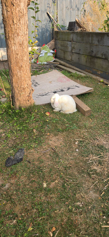 Lop rabbits