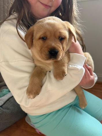 Gorgeous red labrador puppies