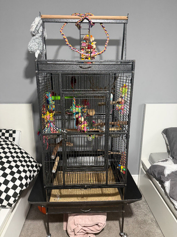 2 budgies for sale with cage