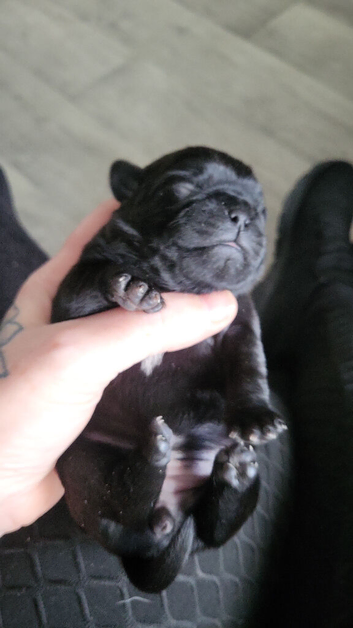 2 pug puppies left for sale