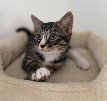 x1 adorable tabby cat. Ready to leave