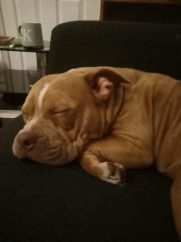 Pocket bully cross french bulldog