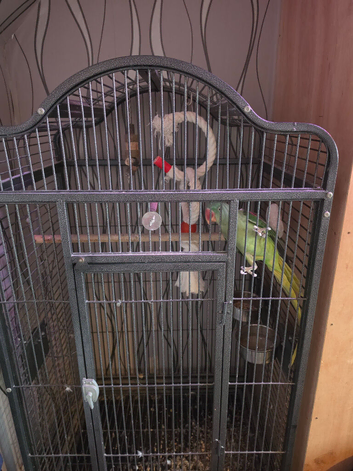 Alexander parrot
