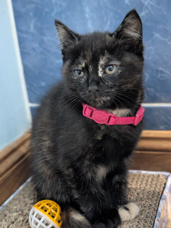 Kittens