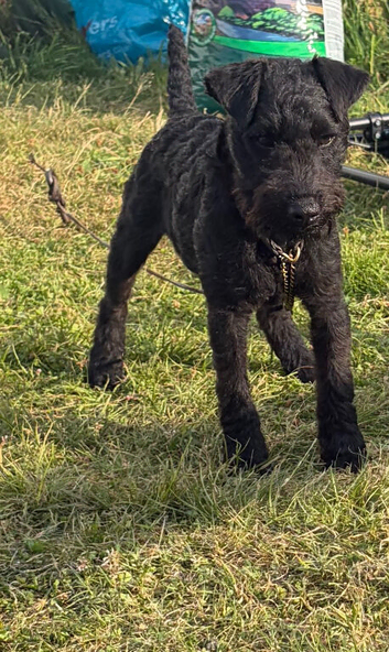 Black Lakeland/fell dog pup