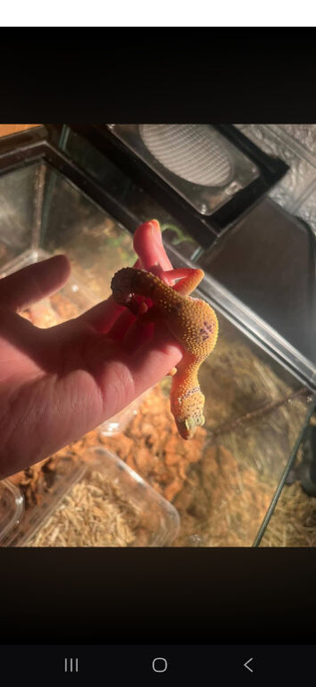 Lepored geko