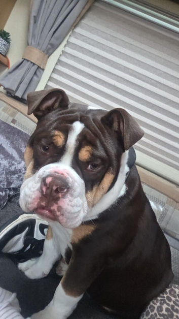 english bulldog