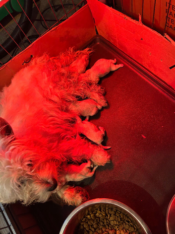 Gorgeous westies looking for their forever homes
