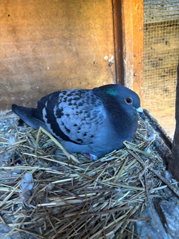 A nice pair of pigeons