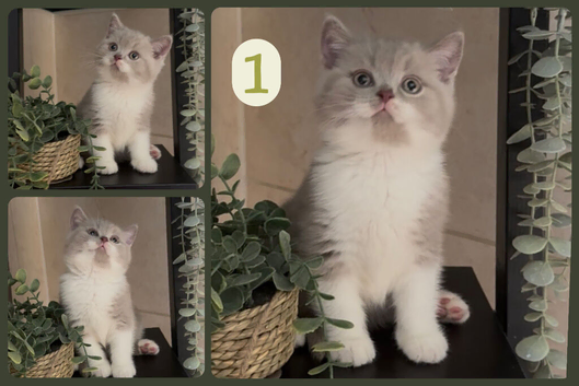 GCCF Stunning British Shorthair Kittens