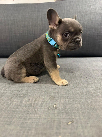 Male French bulldog puppies