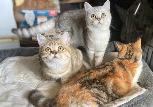 Full Pedigree Kittens